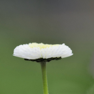 流血 花儿 花瓣 春天 粉红色 花园 繁荣的 黛西 菊科