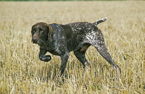 照片 动物 训练 宠物 犬科 成人 狩猎