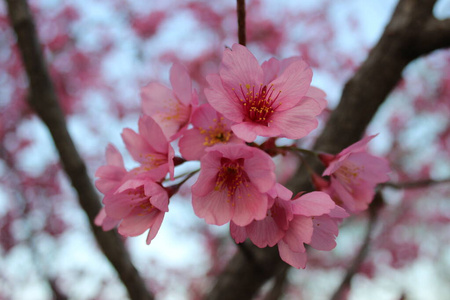 美丽的 花的 特写镜头 植物 美女 粉红色 春天 花园 自然