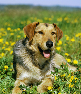 犬科 照片 动物 植物 蒲公英 宠物 成人 开花 春天