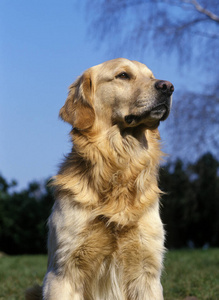 成人 动物 宠物 犬科 照片