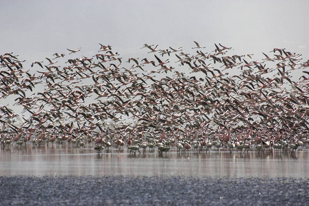 肯尼亚 野生动物 殖民地 飞行 水鸟 火烈鸟 红鹳科 非洲