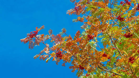 落下 美丽的 秋天 树叶 自然 灌木 食物 山梨 植物学