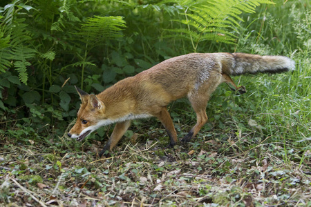 法国 食肉动物 狐狸 犬科 成人 轮廓 欧洲 哺乳动物 野生动物