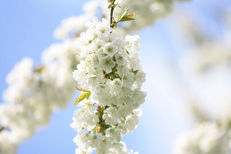 开花 春天 天空 植物 流血 花儿 水果