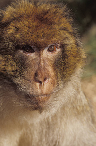 欧洲 猴子 直布罗陀 灵长类动物 动物 成人 肖像 西班牙