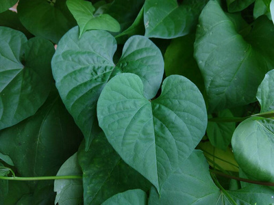 颜色 春天 花的 自然 植物学 最小值 美丽的 公园 植物区系