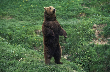 哺乳动物 成人 食肉动物 熊科 动物 幽默 照片 野生动物