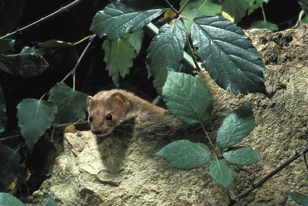 照片 哺乳动物 野生动物 成人 黄鼠狼 欧洲 法国 动物