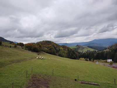 领域 天空 放松 全景 动物 欧洲 农业 乡村 夏天 生长