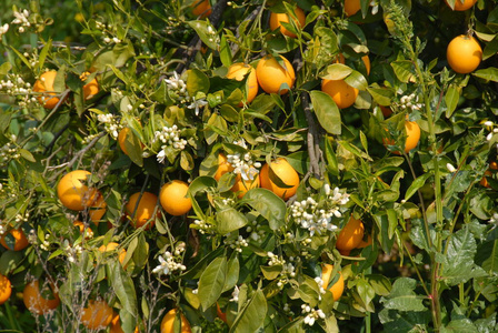 粉红色 季节 花园 生长 夏天 樱桃 细枝 植物学 花的