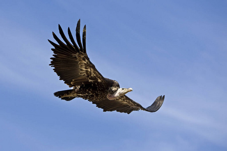 非洲 飞行 羽毛 秃鹫 动物 食腐动物 照片 成人 运动