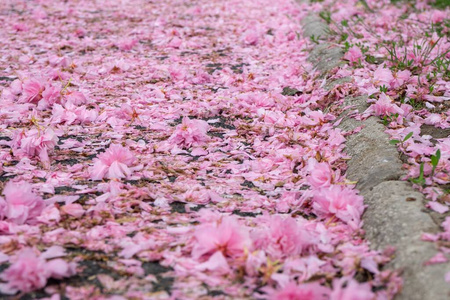 植物区系 花的 植物学 花园 花瓣 粉红色 夏天 植物 浪漫的