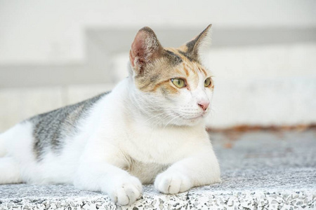 面对 可爱的 基蒂 肖像 美丽的 眼睛 可爱极了 猫科动物
