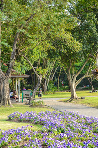 植物区系 花的 植物 植物学 公园 自然 美丽的 风景 颜色