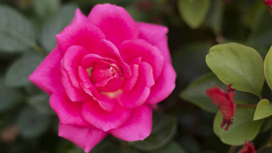 开花 特写镜头 罗莎 粉红色 花瓣 植物 软的 春天 花园