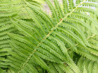 特写镜头 树叶 夏天 生长 最小值 植物学 美丽的 花的