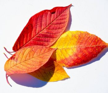 颜色 树叶 植物 秋天 纹理 橡树 特写镜头 森林 植物区系
