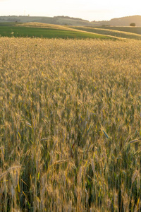 小麦 燕麦 生长 粮食 太阳 作物 风景 自然 夏天 面包