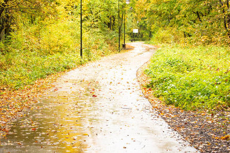 秋天 公园 十月 环境 自然 植物区系 美女 树叶 风景