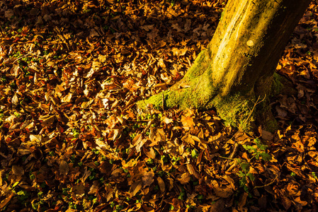 秋天 十月 美丽的 植物 落下 季节 颜色 枫树 森林 自然