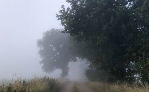 Foggy countryside road 