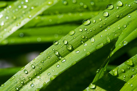 生长 早晨 树叶 雨滴 植物区系 环境 颜色 液体 草坪