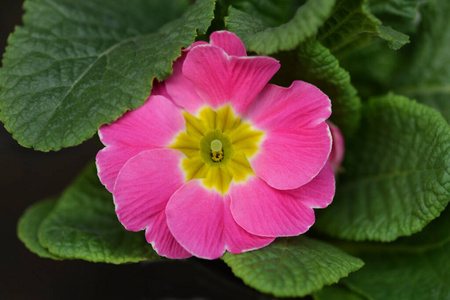 粉红色 自然 花园 植物 春天 植物学