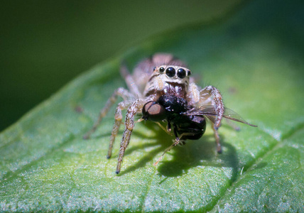 眼睛 花蜜 动物 自然 蜘蛛 夏天 昆虫 野生动物 翅膀
