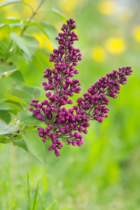 植物学 颜色 植物区系 花园 丁香花 假日 灌木 浪漫的