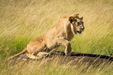 哺乳动物 狮子 日光 动物 食肉动物 非洲 稀树草原 野生动物