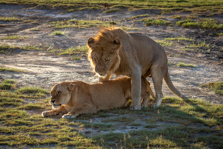 稀树草原 旅行 大草原 野生动物 非洲 狮子 哺乳动物 塞伦盖蒂