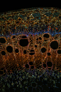 科学 植物学 组织学 放大倍数 布鲁 分支 静脉 显微镜检查