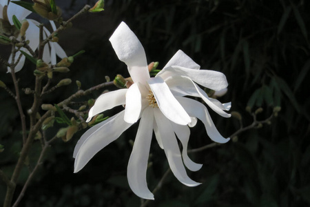 粉红色 季节 四月 水果 夏天 植物学 开花 盛开 花瓣