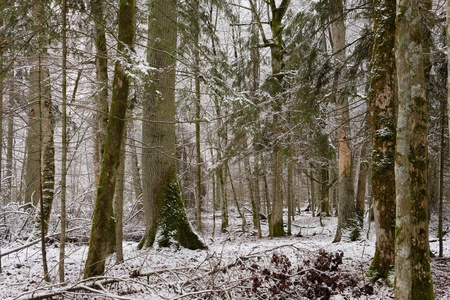 断树 橡树 荒野 美丽的 环境 寒冷的 欧洲 地标 风景