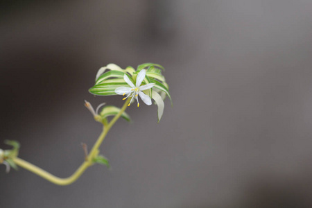 植物 自然 飞机厂 植物学 室内植物