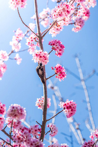 节日 分支 美丽的 颜色 粉红色 亚洲 春天 盛开 植物区系
