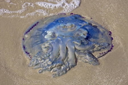 水下 深的 生物 果冻 野生动物 双鱼座 自然 海的 动物