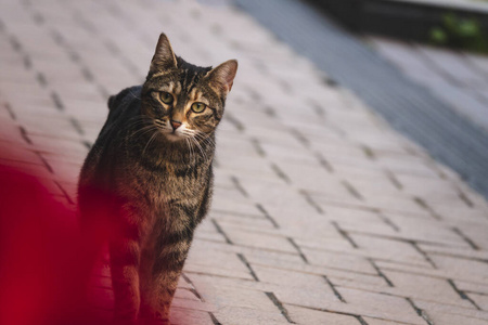 宠物 街道 被遗弃的 哺乳动物 可爱的 小猫 动物 基蒂