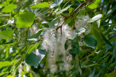 种子 魔术 生长 花粉 来源 毛茸茸的 软的 污染 模糊