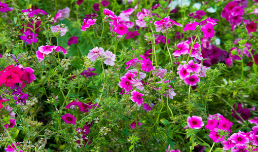 颜色 风景 粉红色 草地 天竺葵 季节 园艺 盛开 花瓣