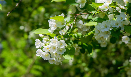 生长 植物区系 开花 夏天 公园 季节 苹果 花园 花瓣