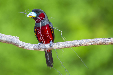 啄木鸟 丛林 自然 鸟类 野生动物 动物 森林 五颜六色