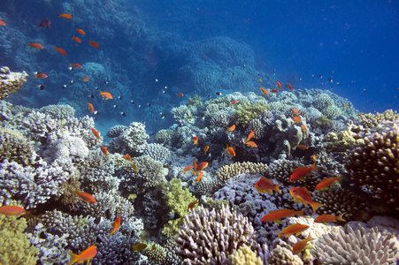 潜水 殖民地 水族馆 野生动物 环境 动物 深的 埃及 自然