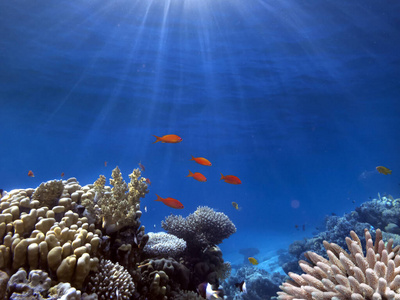 盐水 珊瑚 风景 埃及 动物 生态系统 游泳 水下 特写镜头