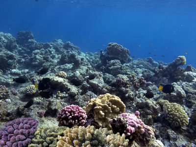 风景 托尔图加 潜水 水下 照片 海洋 海的 夏威夷 水肺