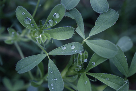 植物 生活 植物学 自然 露水 花园 环境 纹理 夏天 生长