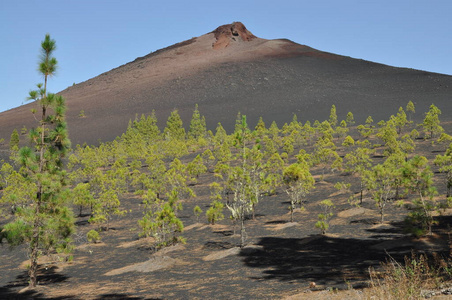 金丝雀 旅游业 熔岩 火山作用 丘陵 日光 岩石 火山 西班牙