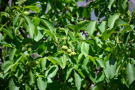 植物学 鲍姆 坚果 植物 树叶 夏天 核桃 味道 春天 森林