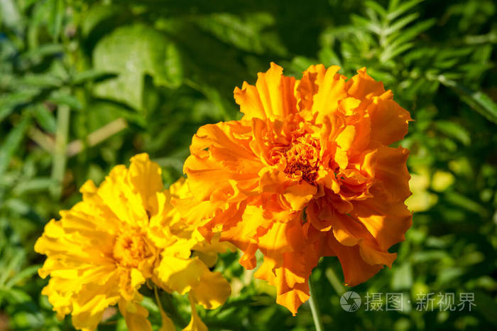 植物学 枫树 颜色 树叶 草本植物 生长 花的 细叶